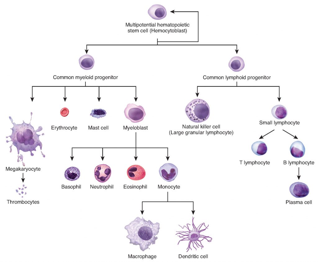 0337_Hematopoiesis_new