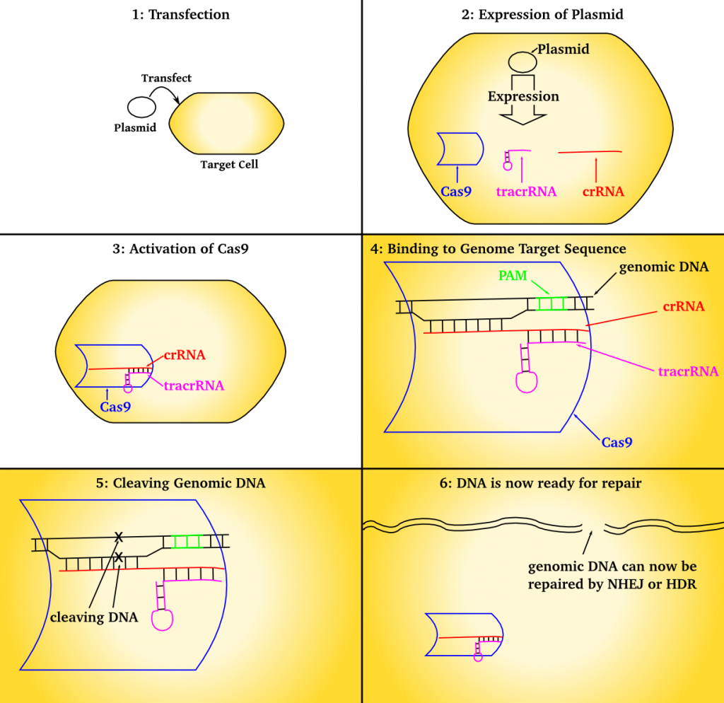 CRISPR_transfection