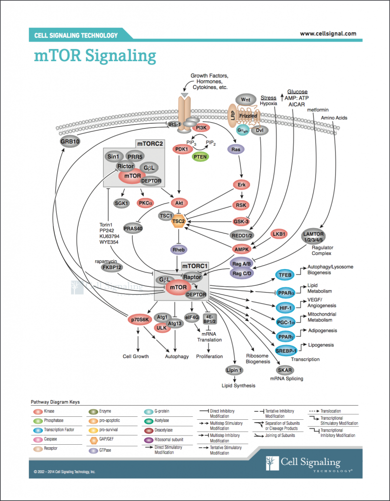 Retrieved from http://www.cellsignal.com/contents/science-pathway-research-pi3k-akt-signaling-resources/mtor-signaling-pathway/pathways-mtor-signaling