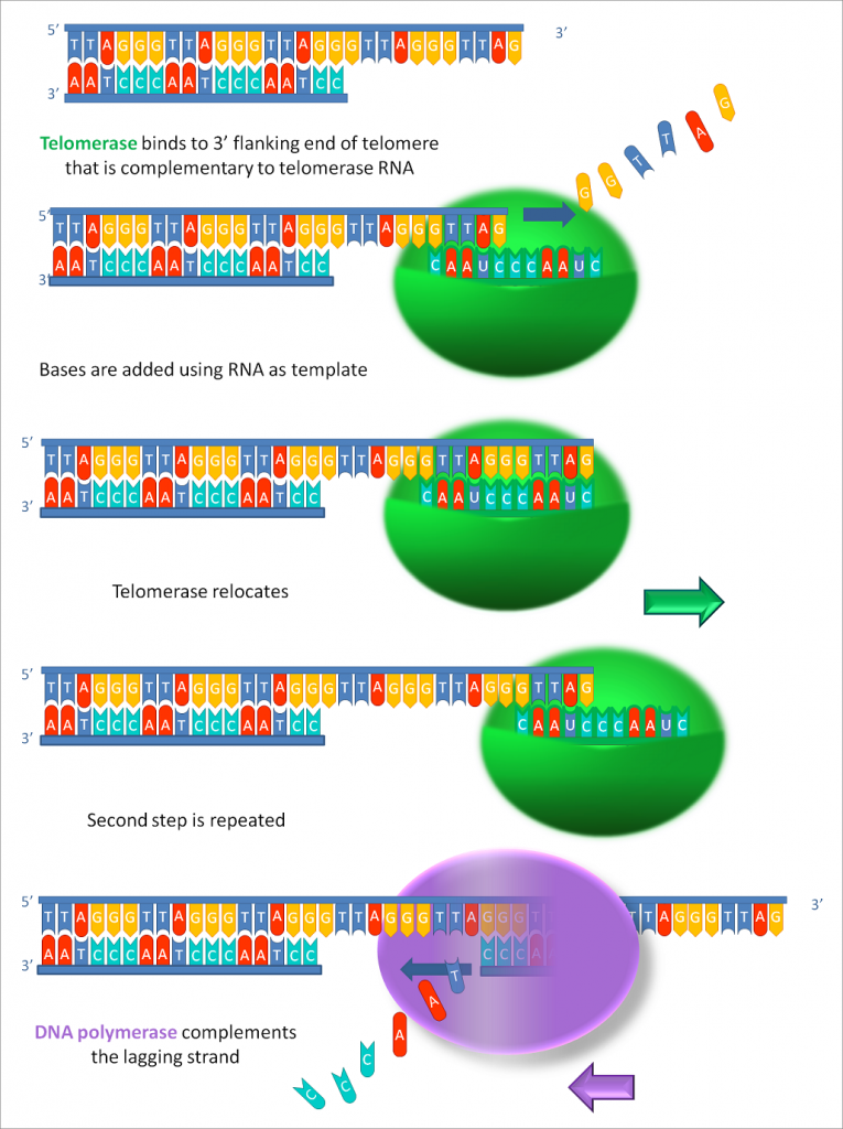 Working_principle_of_telomerase