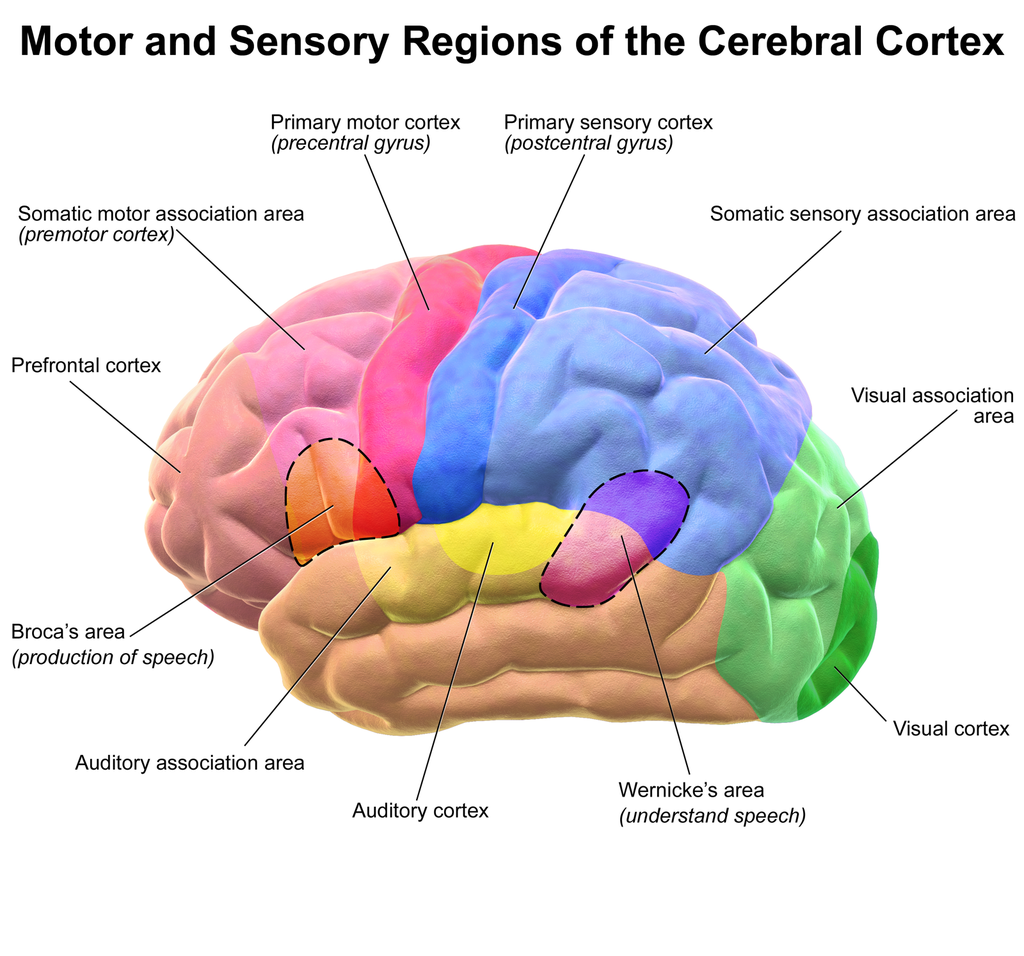 Illustration of brain's cerebral cortex and various function regions. Illustration by Bruce Blausen, licensed under the Creative Commons Attribution 3.0 Unported license.