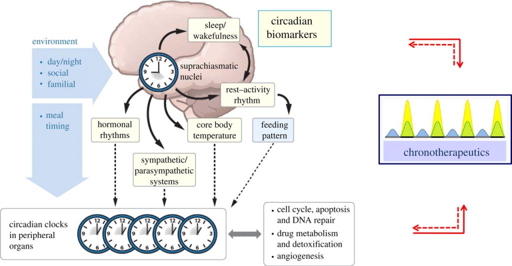 Outline of the circadian rhythm timing controlled largely by the Suprachiasmatic Nucleus (SCN) in the brain. Image retrieved from: http://rsfs.royalsocietypublishing.org/content/1/1/48