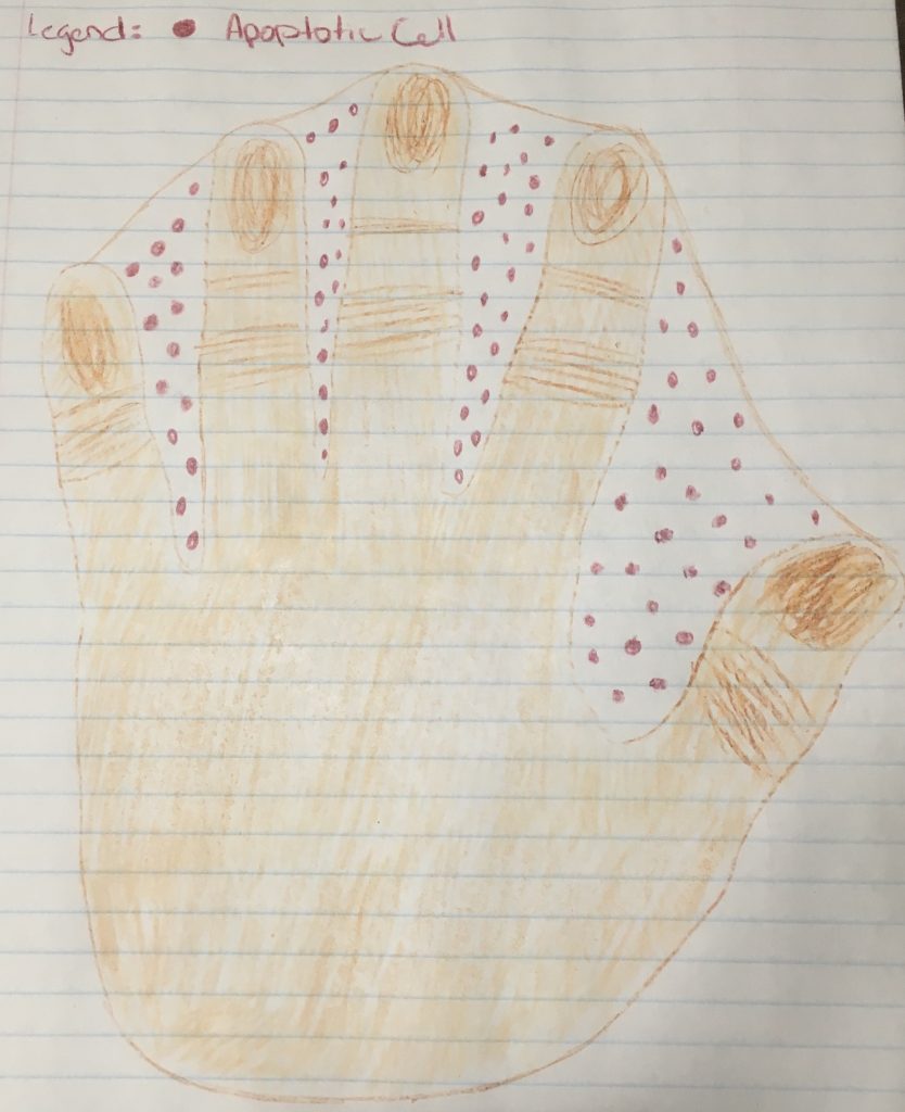 hand-1