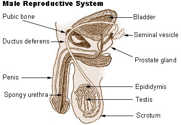 Diagram of a cross-section of the male reproductive system by US Federal Government/National Cancer Institute. Public Domain.