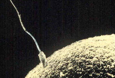A sperm cell fertilizing an egg cell. Author Unknown. Public Domain.